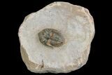 Bargain, Metacanthina Trilobite - Lghaft, Morocco #153889-2